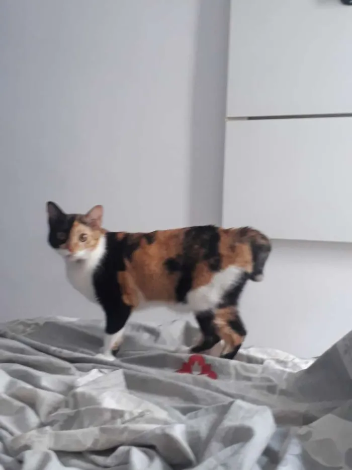 Gato raça Indefinida idade 2 anos nome Arya 