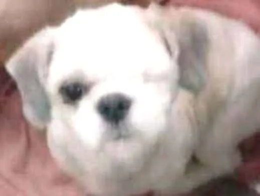 Cachorro raça Shihtzu idade 2 anos nome Romeu e pirata