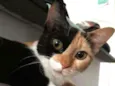 Arya 