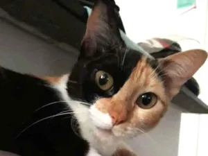 Gato raça Indefinida idade 2 anos nome Arya 