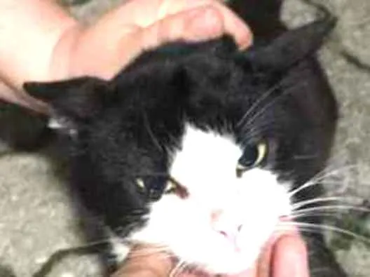 Gato ra a SRD idade 3 anos nome Não tem