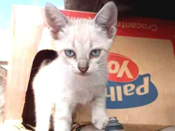 Gato ra a srd idade Abaixo de 2 meses nome King