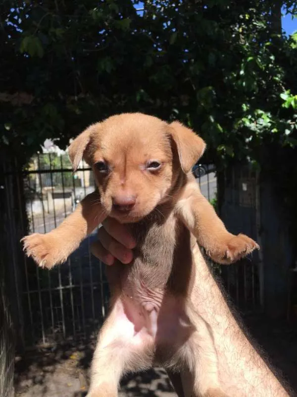 Cachorro raça SRD idade Abaixo de 2 meses nome Sorriso,Loiro,Stitch