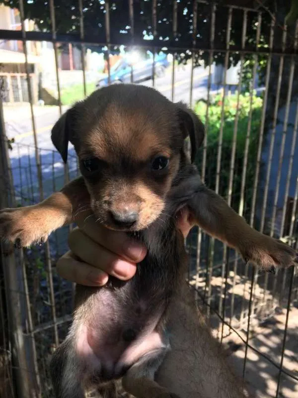 Cachorro raça SRD idade Abaixo de 2 meses nome Sorriso,Loiro,Stitch