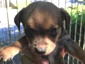 Cachorro raça SRD idade Abaixo de 2 meses nome Sorriso,Loiro,Stitch