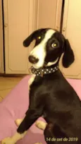 Terrier / Galgo