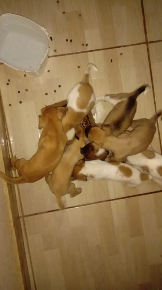Cachorro raça SRD idade Abaixo de 2 meses nome Filhotinhos 