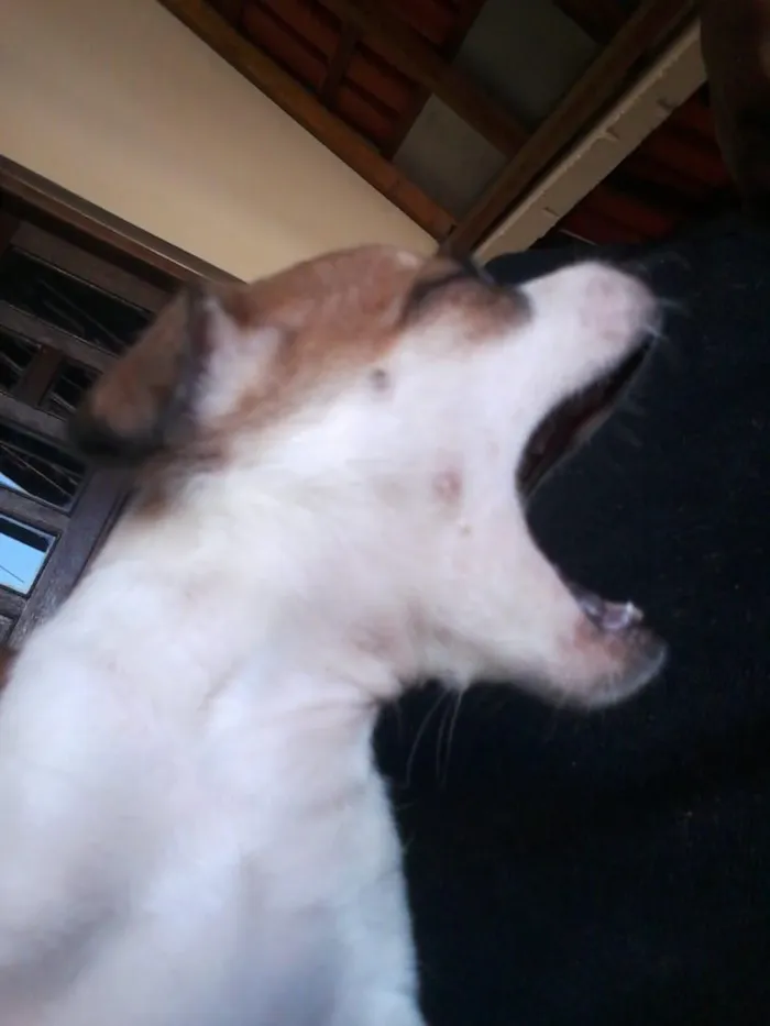 Cachorro raça SRD idade Abaixo de 2 meses nome Filhotinhos 