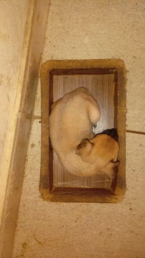 Cachorro raça SRD idade Abaixo de 2 meses nome Filhotinhos 
