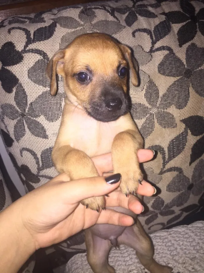 Cachorro raça SRD idade Abaixo de 2 meses nome Filhotinhos 