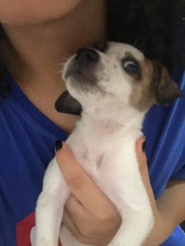 Cachorro raça SRD idade Abaixo de 2 meses nome Filhotinhos 