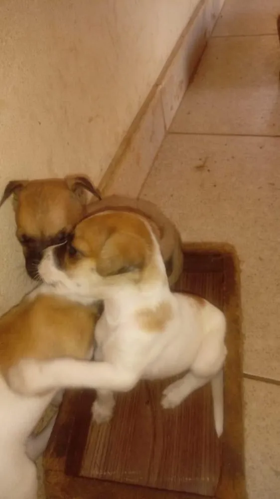 Cachorro raça SRD idade Abaixo de 2 meses nome Filhotinhos 