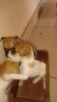 Filhotinhos