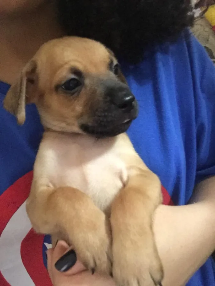 Cachorro raça SRD idade Abaixo de 2 meses nome Filhotinhos 