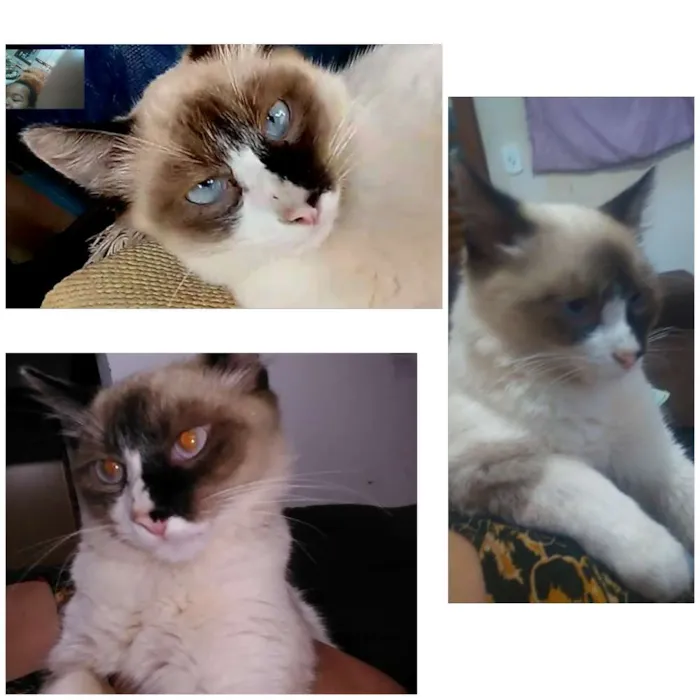 Gato raça Vira lata  idade 7 a 11 meses nome Dengo 