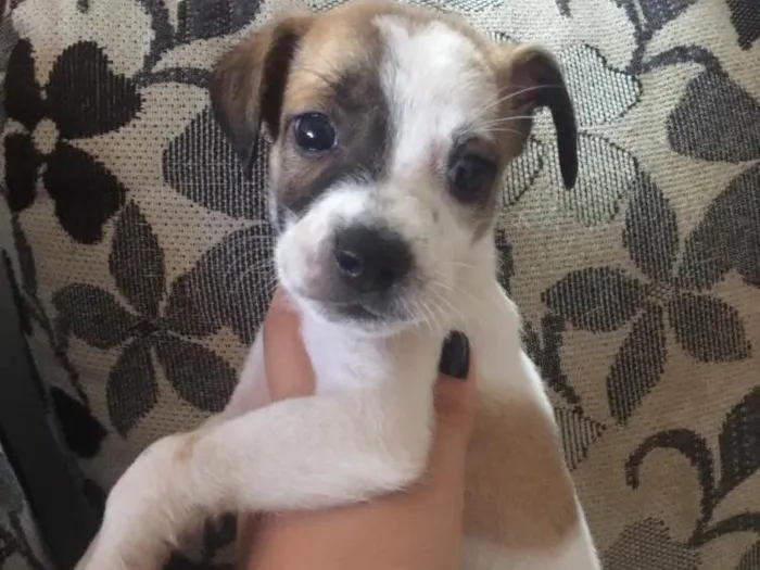 Cachorro raça SRD idade Abaixo de 2 meses nome Filhotinhos 