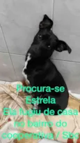 Estrela