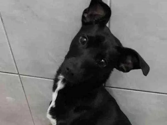 Cachorro ra a SRD idade 7 a 11 meses nome Estrela