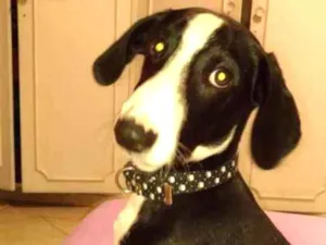 Cachorro raça Bull Terrier / Galgo idade 2 a 6 meses nome Terrier / Galgo