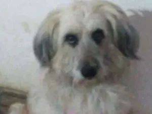 Cachorro raça SRD idade 2 anos nome Luna