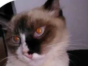 Gato raça Vira lata  idade 7 a 11 meses nome Dengo 