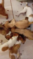 Filhotinhos