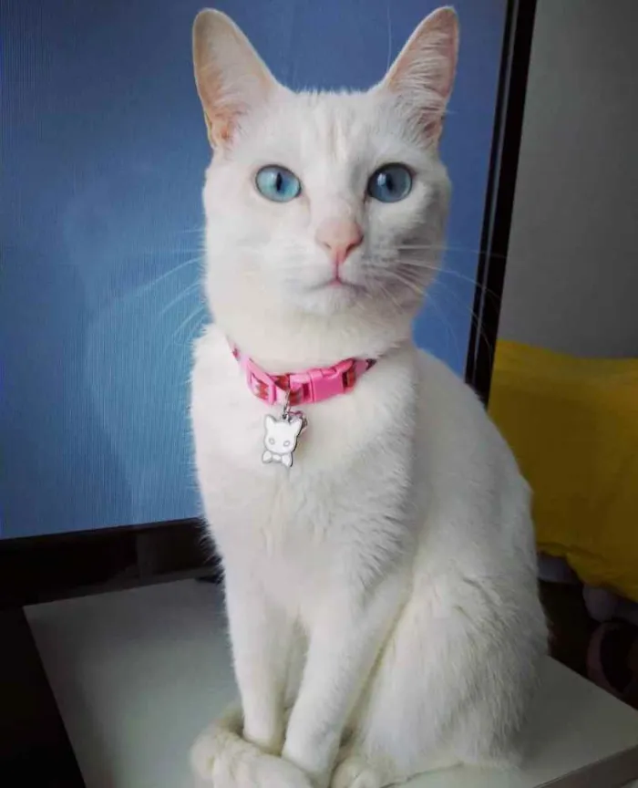 Gato ra a SRD - Sem Raça Definida idade 3 anos nome Lucy e Clara
