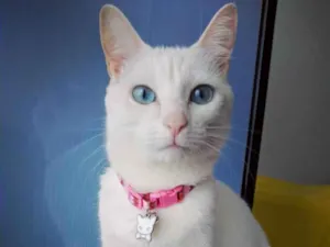 Gato raça SRD - Sem Raça Definida idade 3 anos nome Lucy e Clara