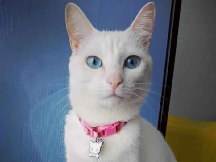 Gato ra a SRD - Sem Raça Definida idade 3 anos nome Lucy e Clara