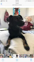 woody
