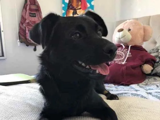 Cachorro ra a srd idade 1 ano nome woody