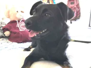 Cachorro raça srd idade 1 ano nome woody
