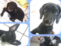 Cachorro raça Poodle idade 2 anos nome ZIGGY