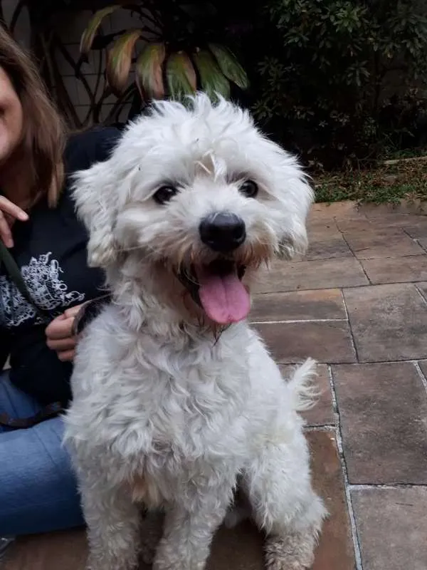 Cachorro ra a MIX POODLE idade 3 anos nome Bethoven