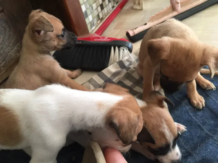 Cachorro raça SRD idade Abaixo de 2 meses nome Filhotinhos 