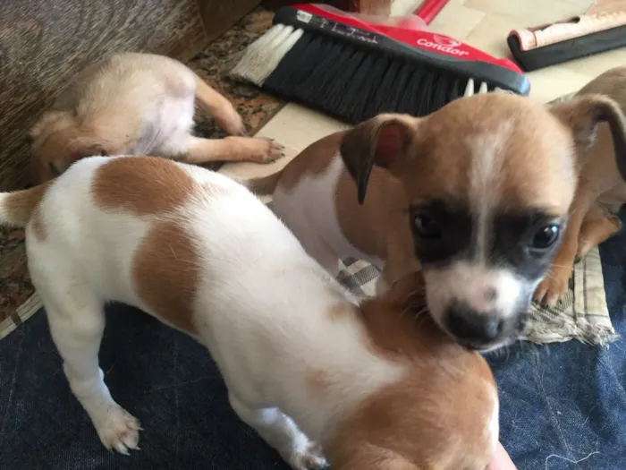 Cachorro raça SRD idade Abaixo de 2 meses nome Filhotinhos 