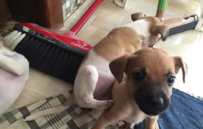 Cachorro raça SRD idade Abaixo de 2 meses nome Filhotinhos 