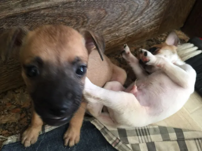 Cachorro raça SRD idade Abaixo de 2 meses nome Filhotinhos 