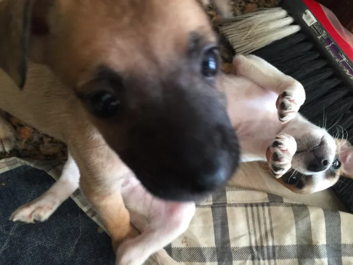 Cachorro raça SRD idade Abaixo de 2 meses nome Filhotinhos 