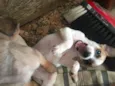 Filhotinhos