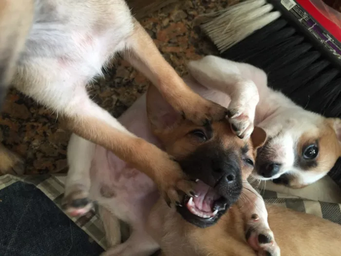 Cachorro raça SRD idade Abaixo de 2 meses nome Filhotinhos 