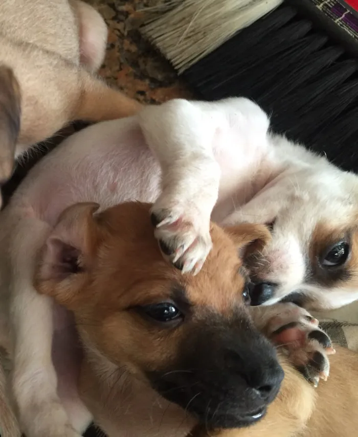 Cachorro raça SRD idade Abaixo de 2 meses nome Filhotinhos 