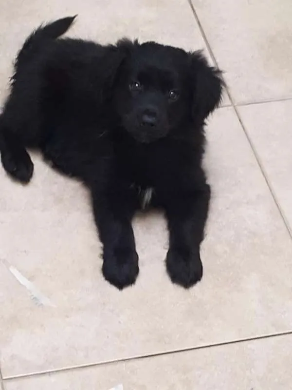 Cachorro ra a srd idade 2 a 6 meses nome Nutella