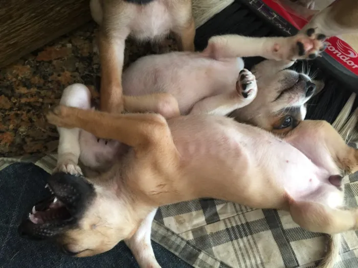Cachorro raça SRD idade Abaixo de 2 meses nome Filhotinhos 