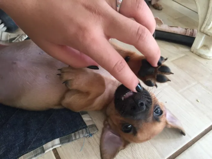 Cachorro raça SRD idade Abaixo de 2 meses nome Filhotinhos 