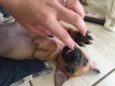 Filhotinhos