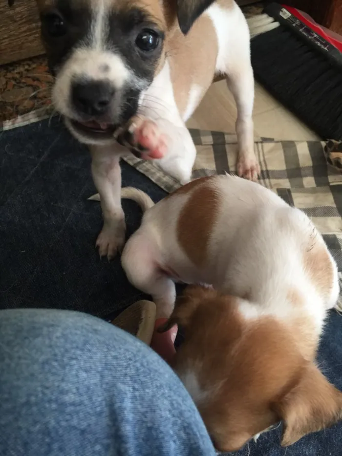 Cachorro raça SRD idade Abaixo de 2 meses nome Filhotinhos 