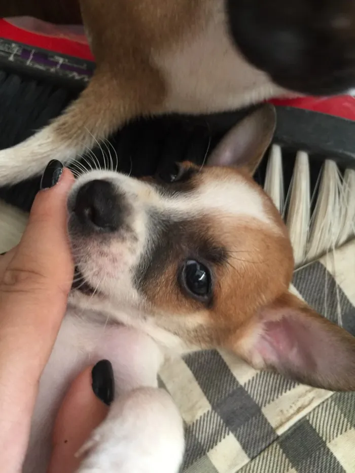 Cachorro raça SRD idade Abaixo de 2 meses nome Filhotinhos 