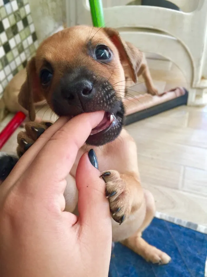 Cachorro raça SRD idade Abaixo de 2 meses nome Filhotinhos 