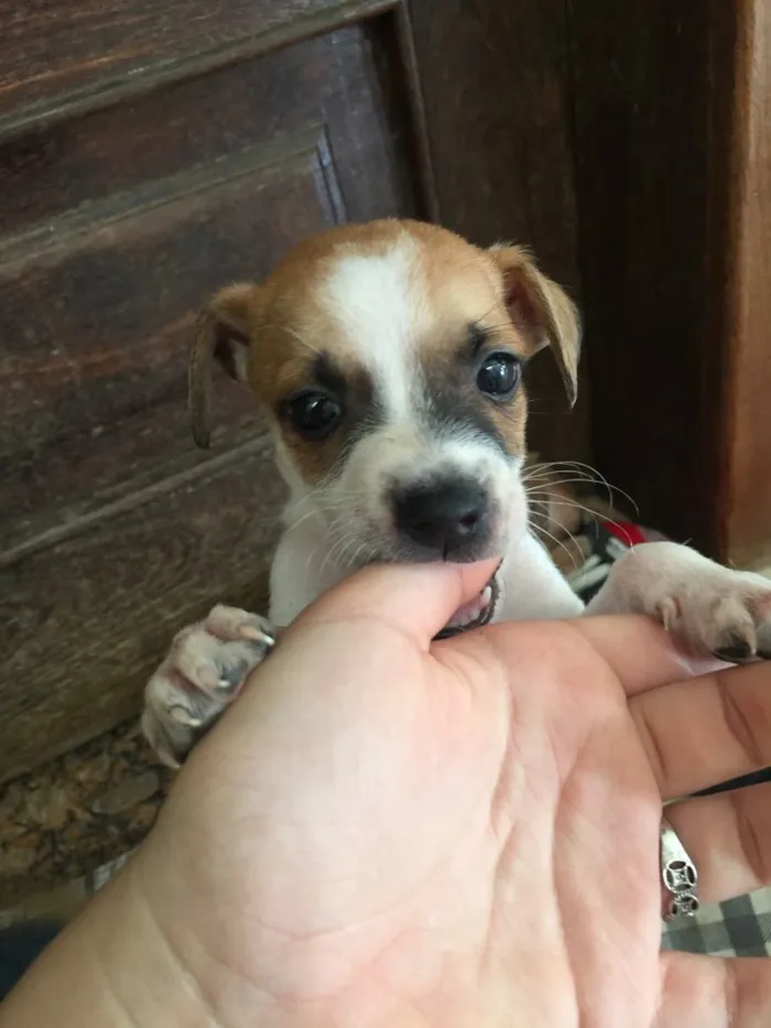 Cachorro raça SRD idade Abaixo de 2 meses nome Filhotinhos 